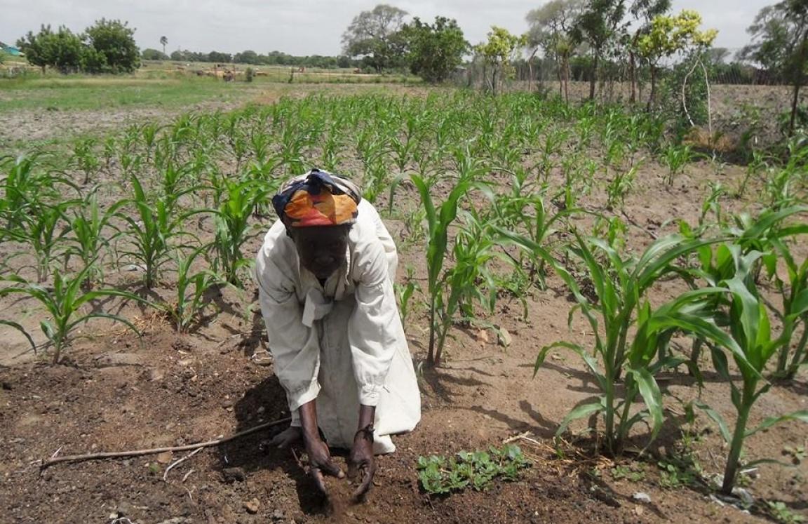Diata Braimah, a partially blind smallholder farmer in Bugubelle, one of our supported communities, applies organic manure to her crops. By teaching Diata some Climate Resilient Sustainable Agricultural (CRSA) practices, she has increased yield at low cost and can provide for herself and her family.