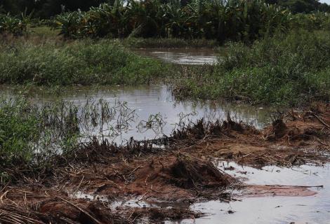 Rain-devastated rice plantation