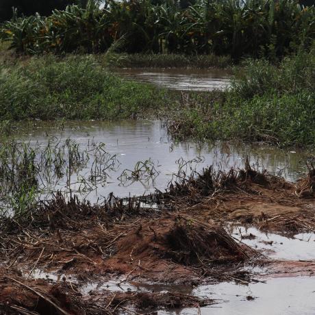 Rain-devastated rice plantation